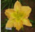 a thumbnail picture of daylily Aarons Dinner Plate (click to enlarge)