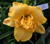 A thumbnail picture of daylily Alexanders Ragtime Band