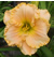 a thumbnail picture of daylily American Freedom