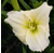 a thumbnail picture of daylily Angel Tears