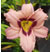 a thumbnail picture of daylily Apparition (click to enlarge)
