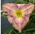 a thumbnail picture of daylily Arctic Blue