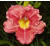 a thumbnail picture of daylily Artemio (click to enlarge)