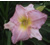 a thumbnail picture of daylily Arthurs Choice (click to enlarge)
