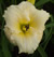 a thumbnail picture of daylily Arctic Ruffles ( click to enlarge )
