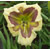 a thumbnail picture of daylily Artist At Heart  (click to enlarge)