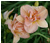 a thumbnail picture of daylily Aubrey Johnson