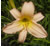 a thumbnail picture of daylily Auburn Queen (click to enlarge)