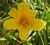 a thumbnail picture of daylily Ava Michelle (click to enlarge)