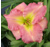 a thumbnail picture of daylily Awash With Color