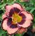 a thumbnail picture of daylily Awesome Blossom