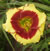 a thumbnail picture of daylily Awesome Candy (click to enlarge)