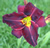 a thumbnail picture of daylily Ed Murray