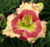 a thumbnail picture of daylily Elisa Dallas ( click to enlarge )