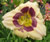 a thumbnail picture of daylily Enchanters Spell ( click to enlarge )