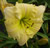 a thumbnail picture of daylily Nell Keown (click to enlarge)