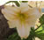 a thumbnail picture of daylily Performer (click to enlarge)