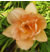 a thumbnail picture of daylily Phenome ( click to enlarge )