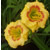 a thumbnail picture of daylily Pimento Pepper (click to enlarge)