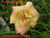 a thumbnail picture of daylily Pine Belt Double ( click to enlarge )