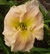 a thumbnail picture of daylily Pink Embrace (click to enlarge)