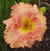 a thumbnail picture of daylily Pink Ruffled Love