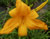 a thumbnail picture of daylily Playboy (click to enlarge)