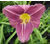 a thumbnail picture of daylily Prairie Blue Eyes (click to enlarge)
