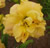 a thumbnail picture of daylily Puccini (click to enlarge)