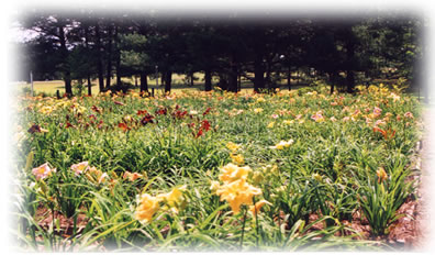 a picture of one of the commercial daylily beds at Hem Haven Daylily Nursery located in Fairhope, Alabama